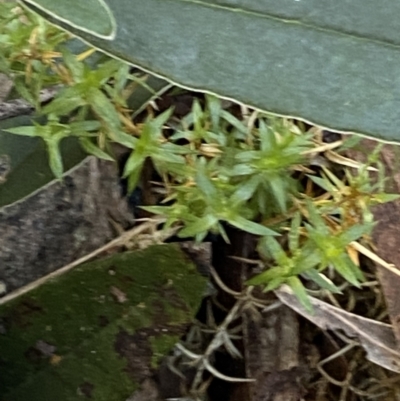 Stellaria pungens (Prickly Starwort) at Tidbinbilla Nature Reserve - 28 Jun 2023 by Tapirlord