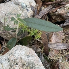 Stellaria pungens at Paddys River, ACT - 29 Jun 2023 08:47 AM