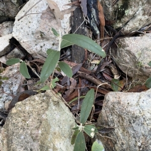 Olearia megalophylla at Paddys River, ACT - 29 Jun 2023 08:47 AM