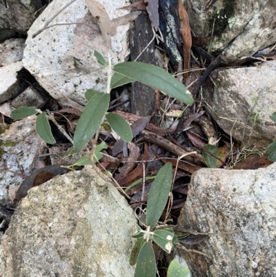 Olearia megalophylla (Large-leaf Daisy-bush) at Paddys River, ACT - 28 Jun 2023 by Tapirlord