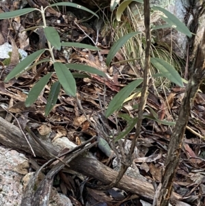 Olearia megalophylla at Paddys River, ACT - 29 Jun 2023