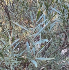 Daviesia mimosoides subsp. mimosoides at Paddys River, ACT - 28 Jun 2023 by Tapirlord