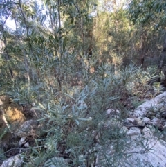 Daviesia mimosoides subsp. mimosoides at Paddys River, ACT - 29 Jun 2023