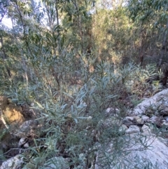 Daviesia mimosoides subsp. mimosoides at Paddys River, ACT - 29 Jun 2023