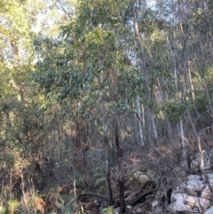 Eucalyptus fastigata (Brown Barrel) at Paddys River, ACT - 29 Jun 2023 by Tapirlord