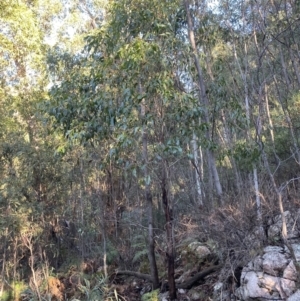 Eucalyptus fastigata at Paddys River, ACT - 29 Jun 2023