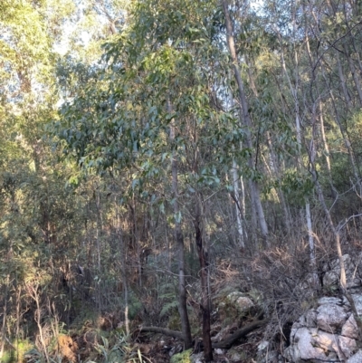 Eucalyptus fastigata (Brown Barrel) at Paddys River, ACT - 29 Jun 2023 by Tapirlord