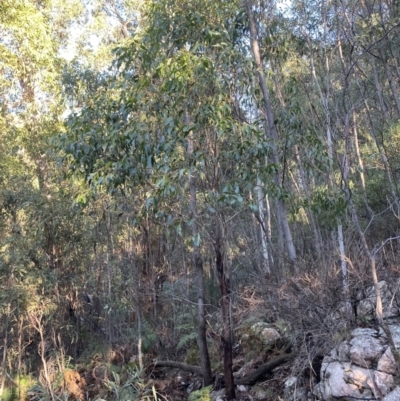 Eucalyptus fastigata (Brown Barrel) at Tidbinbilla Nature Reserve - 28 Jun 2023 by Tapirlord