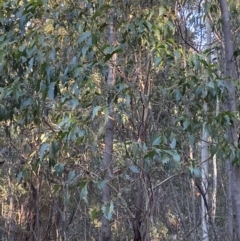 Eucalyptus fastigata at Paddys River, ACT - 29 Jun 2023