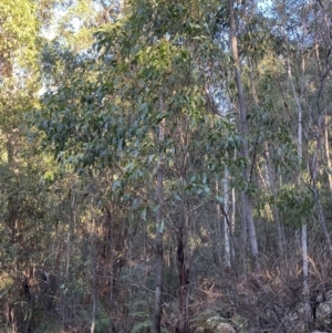 Eucalyptus fastigata at Paddys River, ACT - 29 Jun 2023