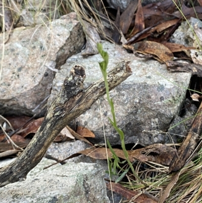 Bunochilus montanus (Montane Leafy Greenhood) at Paddys River, ACT - 28 Jun 2023 by Tapirlord