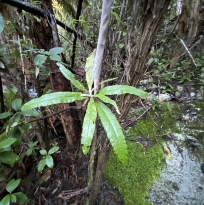 Bedfordia arborescens (Blanket Bush) at Paddys River, ACT - 29 Jun 2023 by Tapirlord