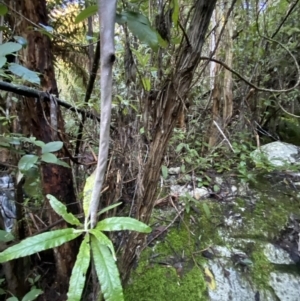 Bedfordia arborescens at Paddys River, ACT - 29 Jun 2023 08:13 AM