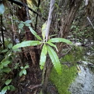 Bedfordia arborescens at Paddys River, ACT - 29 Jun 2023 08:13 AM