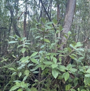 Olearia argophylla at Paddys River, ACT - 29 Jun 2023