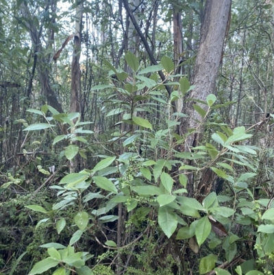 Olearia argophylla (Native Musk) at Tidbinbilla Nature Reserve - 28 Jun 2023 by Tapirlord