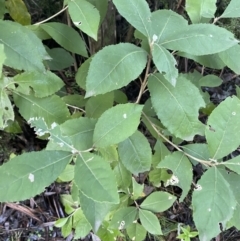 Olearia argophylla at Paddys River, ACT - 29 Jun 2023 08:03 AM