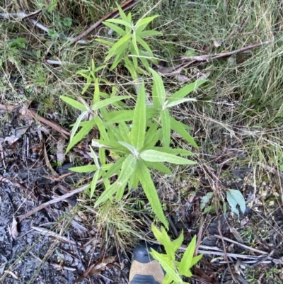 Olearia lirata (Snowy Daisybush) at Tidbinbilla Nature Reserve - 28 Jun 2023 by Tapirlord