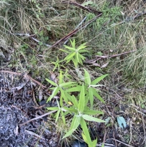 Olearia lirata at Paddys River, ACT - 29 Jun 2023