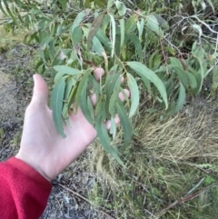 Eucalyptus radiata subsp. robertsonii (Robertson's Peppermint) at Paddys River, ACT - 29 Jun 2023 by Tapirlord