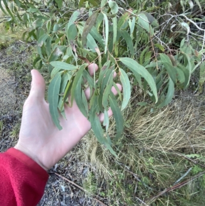 Eucalyptus radiata subsp. robertsonii (Robertson's Peppermint) at Paddys River, ACT - 28 Jun 2023 by Tapirlord