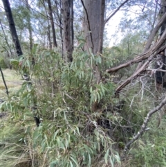 Eucalyptus radiata subsp. robertsonii at Paddys River, ACT - 29 Jun 2023