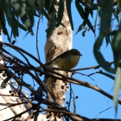 Acanthiza reguloides (Buff-rumped Thornbill) at Mount Ainslie - 30 Jul 2023 by KaleenBruce