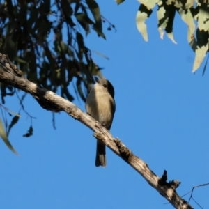 Pachycephala pectoralis at Hackett, ACT - 30 Jul 2023 05:05 PM