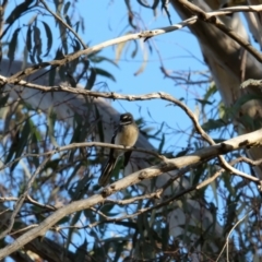 Rhipidura albiscapa (Grey Fantail) at Mount Ainslie - 30 Jul 2023 by KaleenBruce