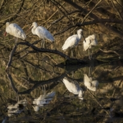 Platalea flavipes at Bega, NSW - 12 Jul 2023 08:16 AM
