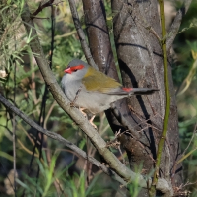 Neochmia temporalis (Red-browed Finch) at Hackett, ACT - 30 Jul 2023 by KaleenBruce