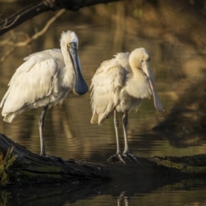 Platalea regia at Bega, NSW - 12 Jul 2023