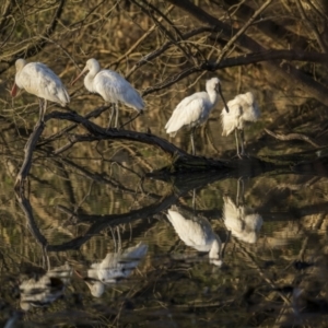 Platalea regia at Bega, NSW - 12 Jul 2023