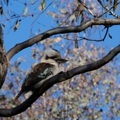 Dacelo novaeguineae (Laughing Kookaburra) at Hackett, ACT - 30 Jul 2023 by KaleenBruce