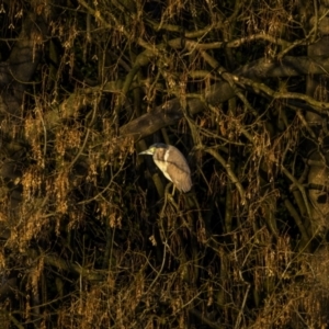 Nycticorax caledonicus at Bega, NSW - 12 Jul 2023 08:21 AM