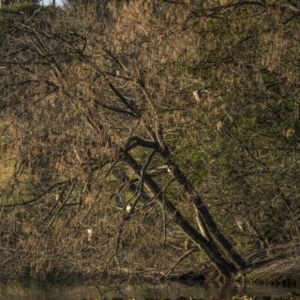 Nycticorax caledonicus at Bega, NSW - 12 Jul 2023 08:21 AM