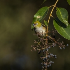 Zosterops lateralis (Silvereye) at Bega, NSW - 12 Jul 2023 by trevsci