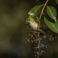 Zosterops lateralis (Silvereye) at Bega, NSW - 11 Jul 2023 by trevsci