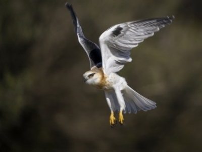 Elanus axillaris (Black-shouldered Kite) at Tathra, NSW - 12 Jul 2023 by trevsci