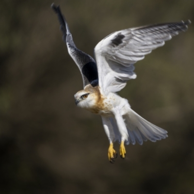 Elanus axillaris (Black-shouldered Kite) at Tathra, NSW - 12 Jul 2023 by trevsci