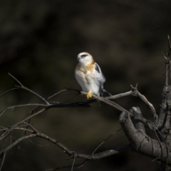 Elanus axillaris at Tathra, NSW - 12 Jul 2023