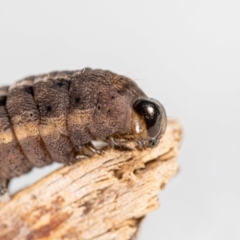 Perginae sp. (subfamily) (Unidentified pergine sawfly) at Jerrabomberra, NSW - 30 Jul 2023 by MarkT