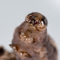 Perginae sp. (subfamily) at Jerrabomberra, NSW - suppressed