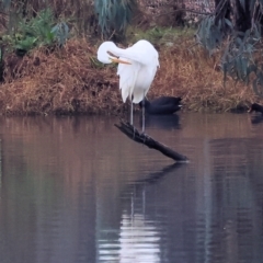 Ardea alba (Great Egret) at West Albury, NSW - 30 Jul 2023 by KylieWaldon