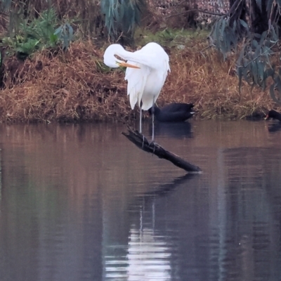 Ardea alba (Great Egret) at Albury - 30 Jul 2023 by KylieWaldon