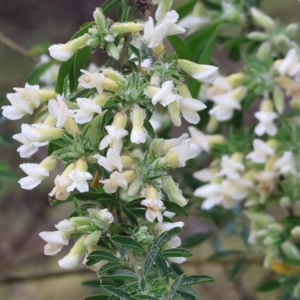 Chamaecytisus palmensis at West Albury, NSW - 30 Jul 2023 12:17 PM