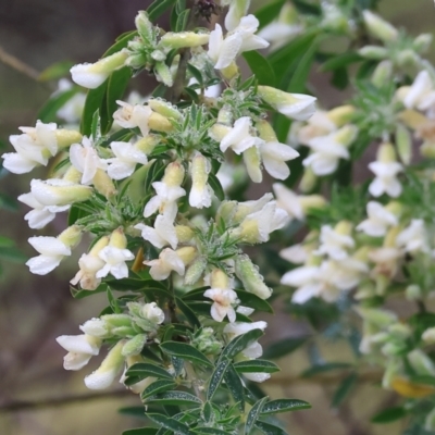 Chamaecytisus palmensis (Tagasaste, Tree Lucerne) at Albury - 30 Jul 2023 by KylieWaldon