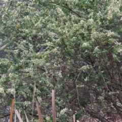 Chamaecytisus palmensis at West Albury, NSW - 30 Jul 2023 12:17 PM