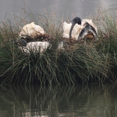 Threskiornis molucca (Australian White Ibis) at Horseshoe Lagoon and West Albury Wetlands - 30 Jul 2023 by KylieWaldon