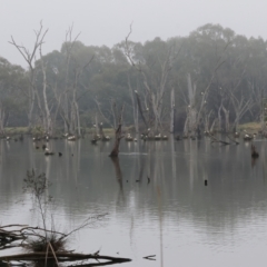 Threskiornis molucca at West Albury, NSW - 30 Jul 2023 12:21 PM